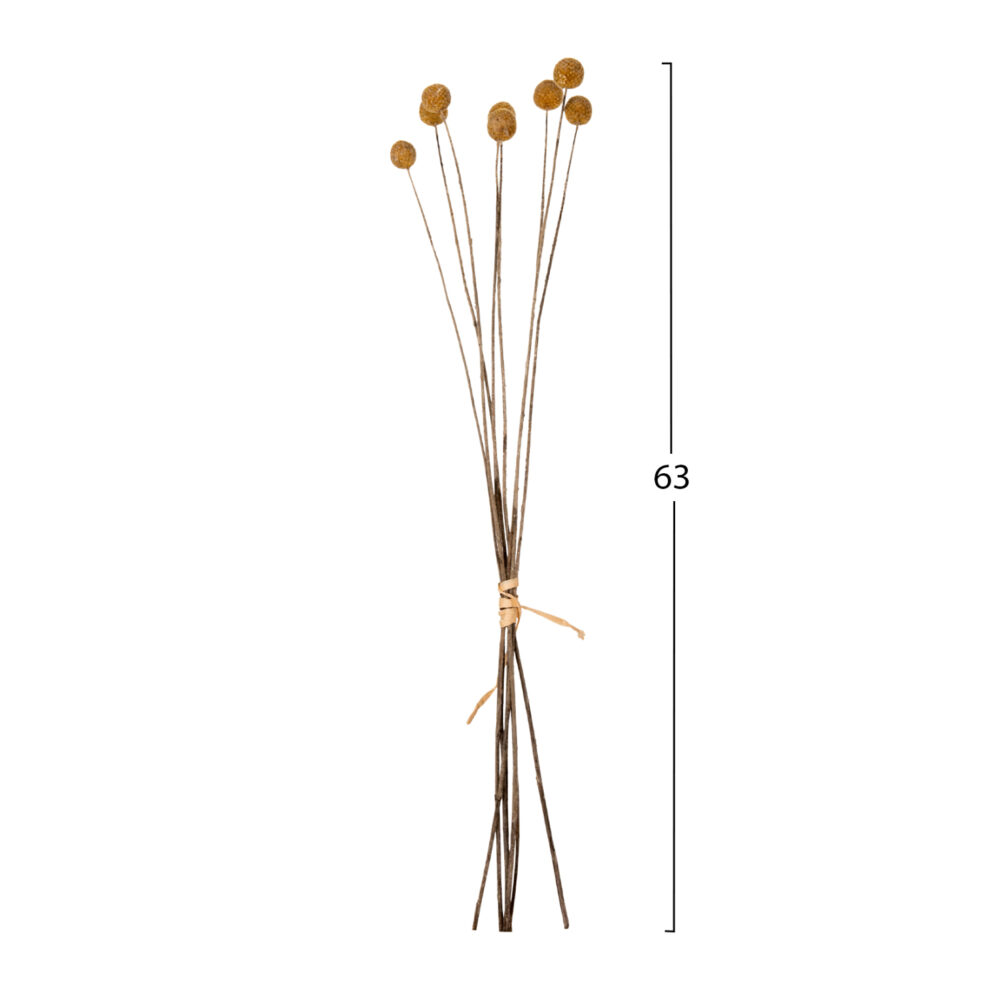 ΔΙΑΚΟΣΜΗΤΙΚΟ ΑΠΟΞΗΡΑΜΕΝΟ ΜΠΟΥΚΕΤΟ CRASPEDIA GLOBOSA HM7956 ΚΙΤΡΙΝΟ 63Υεκ. - Image 2