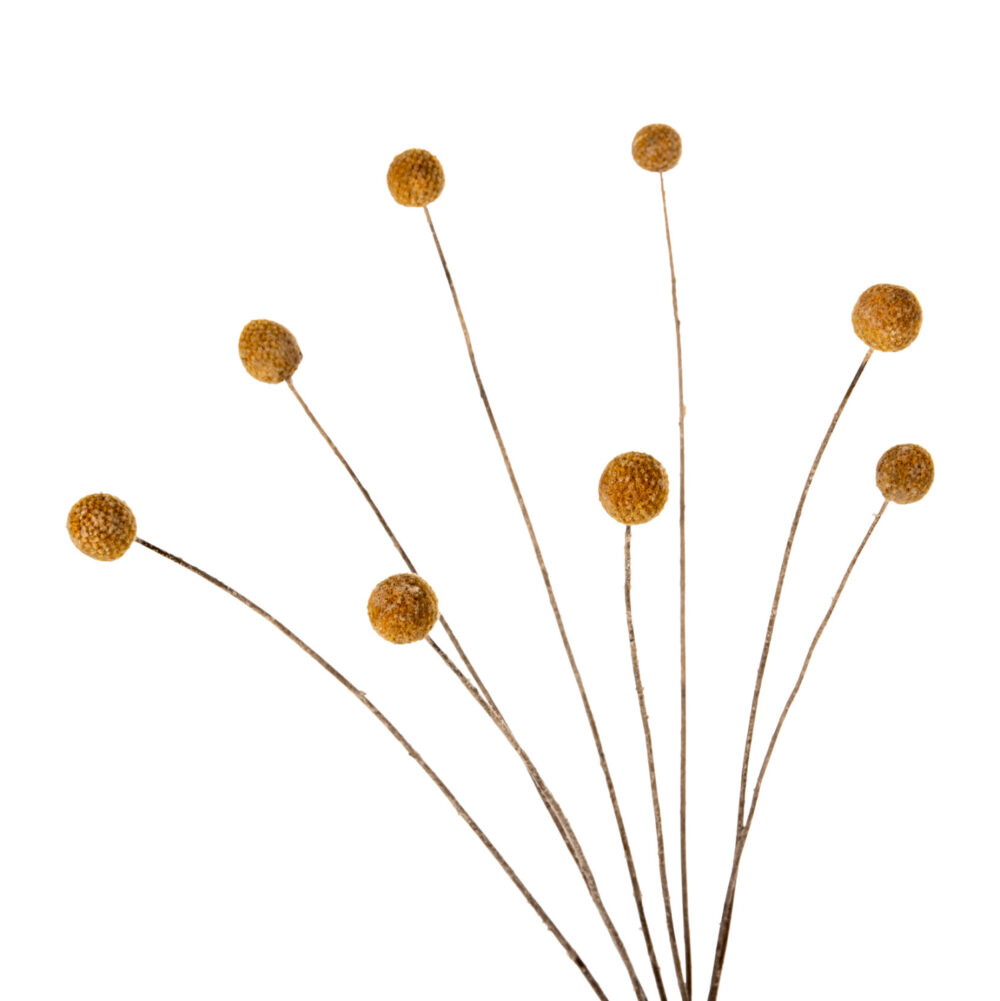 ΔΙΑΚΟΣΜΗΤΙΚΟ ΑΠΟΞΗΡΑΜΕΝΟ ΜΠΟΥΚΕΤΟ CRASPEDIA GLOBOSA HM7956 ΚΙΤΡΙΝΟ 63Υεκ. - Image 4