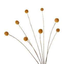 ΔΙΑΚΟΣΜΗΤΙΚΟ ΑΠΟΞΗΡΑΜΕΝΟ ΜΠΟΥΚΕΤΟ CRASPEDIA GLOBOSA HM7956 ΚΙΤΡΙΝΟ 63Υεκ. - Image 4